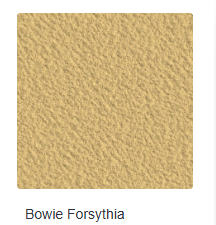 Bowie Forsythia